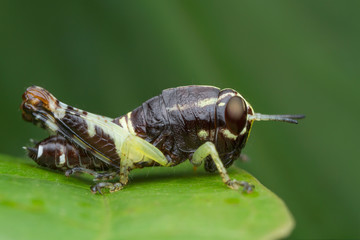 grasshopper on green leaf