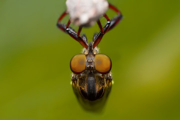 robber fly on tree branchin nature