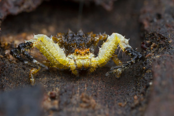 jumping spider on wood