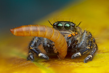 jumping spider and prey on yellow leaf