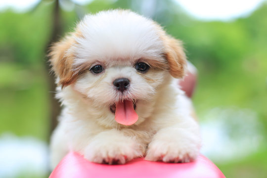 closeup cute puppy