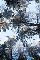 Beautiful winter scenery with forest full of trees covered snow
