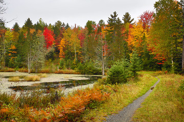 Naklejka premium Fall foliage on the shoreline of Redington Pond in Maine.
