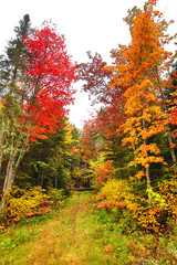 Fototapeta na wymiar Fall foliage along a trail in Carrabasset, Maine.