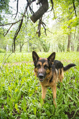 Dog German Shepherd in a forest in a summer
