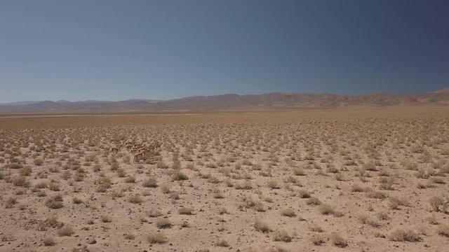 Lamas in the nature // Llamas en la naturaleza.