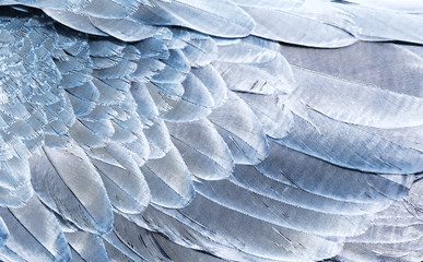 Fototapety  Fragment of parrot wings in silver color for background. Texture of bird feathers