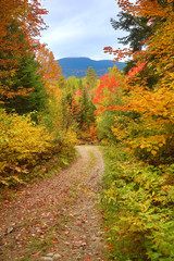 Fall foliage along old dirt road in Carrabasset Valley, Maine.