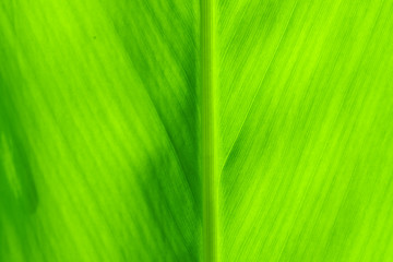 Texture of green leaves for background.
