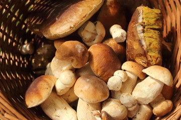 fresh mushrooms in the basket in nature