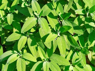 Sage