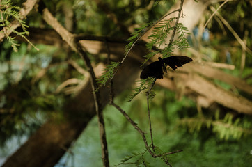 a monarch butterfly on the right side, on the stick of a tree with green leaves