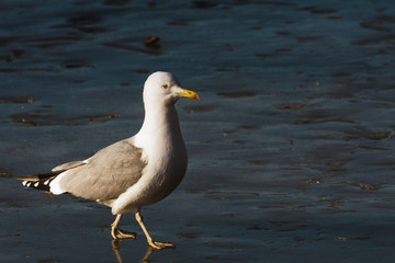 Fototapeta na wymiar Seagull walking on the ice