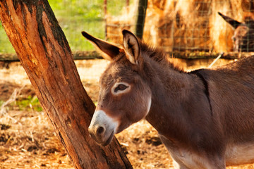 Donkey in a ranch