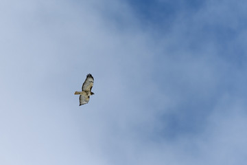 Red-tailed hawk flying against light clouds in the Rocky Mountains Colorado