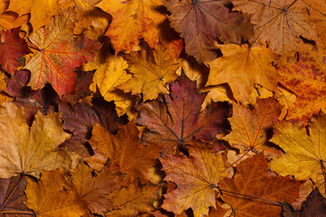 Colorful background of autumn maple leaves. Warm colors of autumn.