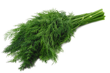 bunch fresh green dill isolated on white background