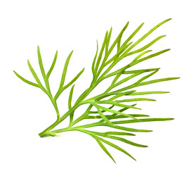 fresh green dill isolated on white background. macro