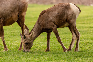 Young bighorn sheep, grazing on grass at park