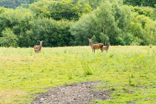 Wild Deers Wilde Hirsche