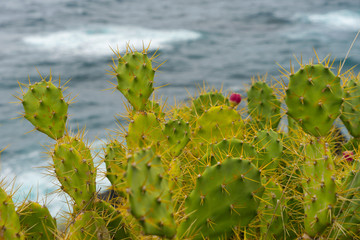 La Palma Kanaren canarias canary islands travel reise holiday spain insel vulkan lava atlantik urlaub erholung relax grün grüne