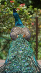 Obraz premium The Indian peafowl or blue peafowl, a large and brightly coloured bird, is a species of peafowl native to South Asia, but introduced in many other parts of the world