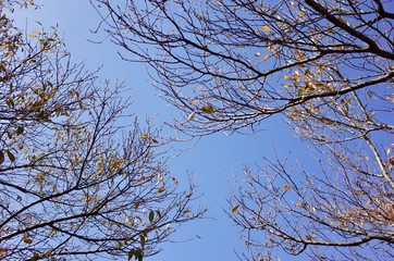 青空と枯れ枝