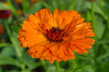 Calendula flower close-up  