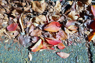 落ち葉