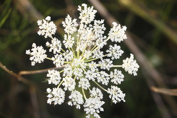 yarrow in the garden