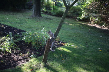 A cute striped cat playing on a tree branch