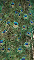 Obraz premium The Indian peafowl or blue peafowl, a large and brightly coloured bird, is a species of peafowl native to South Asia, but introduced in many other parts of the world