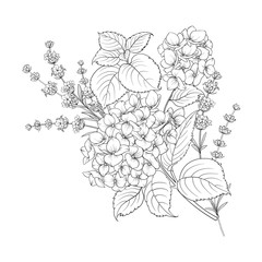 Floral design of lavender and hydrangea isolated over white background. Spring bouquet of flowers in line sketch style. Vector illustration