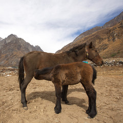 horse in mountains