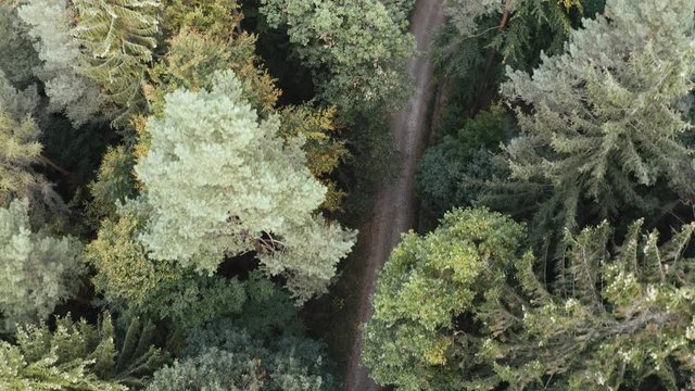 Aerial view of a road in the middle of the forest, zooming out