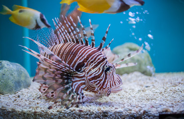  Lion fish in aquarium