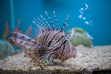  Lion fish in aquarium