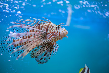  Lion fish in aquarium