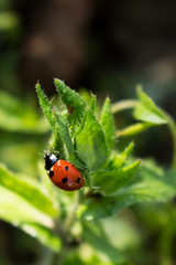 Macro photo of Ladybug in the green leaf