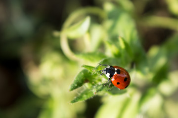 Macro photo of Ladybug in the green leaf