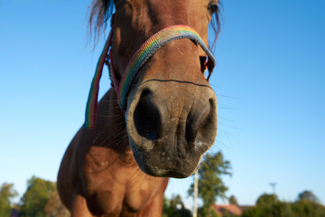 Brown horse muzzle close up