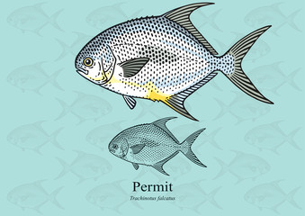 Fototapeta premium Permit Fish, Cobbler. Vector illustration with refined details and optimized stroke that allows the image to be used in small sizes (in packaging design, decoration, educational graphics, etc.)