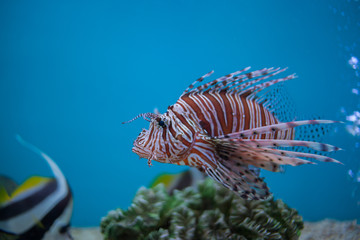Fototapeta na wymiar Lion fish in aquarium