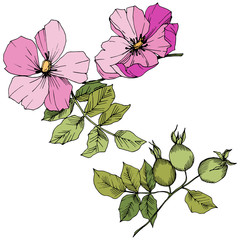 Wildflower rosa canina in a vector style isolated. Pink engraved ink art. Vector flower for background, texture, wrapper pattern, frame or border.