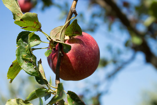 Italian typical rotten apple on the tree in my garden