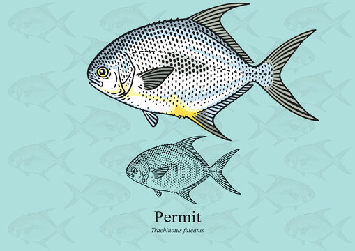 Permit Fish, Cobbler. Vector illustration with refined details and optimized stroke that allows the image to be used in small sizes (in packaging design, decoration, educational graphics, etc.)