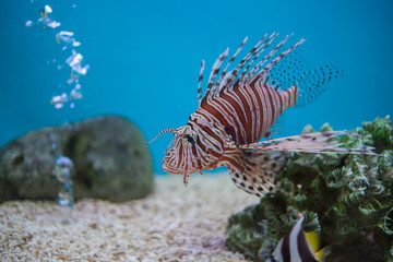  Lion fish in aquarium