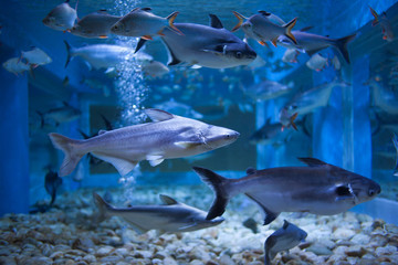 Water fish in Asian Aquarium