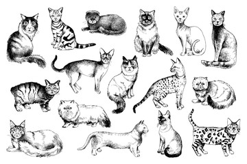 16 hand drawn cat breeds