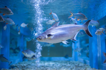 Obraz na płótnie Canvas Water fish in Asian Aquarium